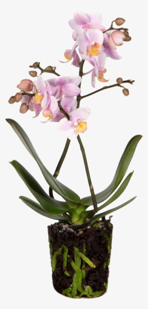 Orchid Andora - Andorra #4136983