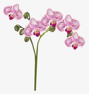 «orchids Png - Transparent Background Transparent Orchid #4137174