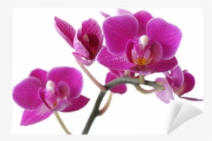 - 871059 Metropolis Orchid Sancar Medium Gray/purple/teal #4137195