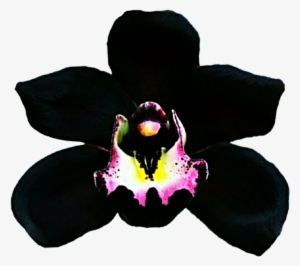 Clipart Resolution 1024*921 - Black Orchid Flower Png #4137244