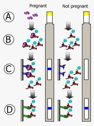 Pregnancy Testing Monoclonal Antibodies #4137332