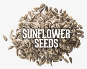 1197979373 - Sunflower Seed #4137553