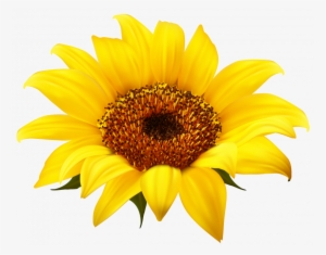 Sunflower Clipart Png Image High Quality - Transparent Background Sunflower Png #4137602
