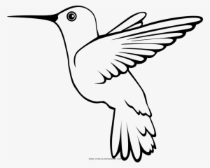 Dibujo De Colibr Para Colorear Ultra Coloring Pages - Dibujo De Un Colibri Para Colorear #4137925