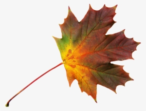 Dry Leaf - Leaf #4138439