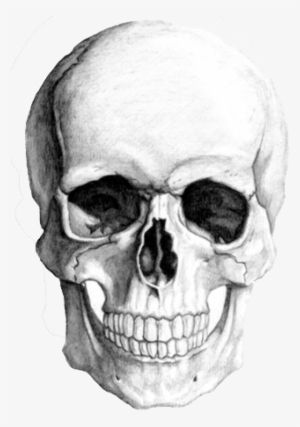 Skull Sketch #4143234