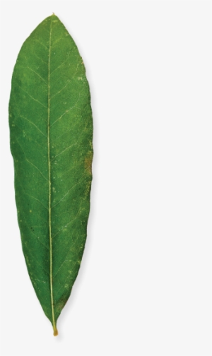 Willow Oak - Bay Laurel #4143526