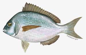 Scup - Scup Fish #4144602