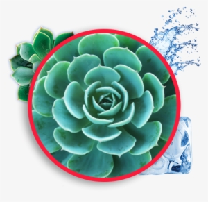 Framed Canvas Art - Black & White Succulent Iv #4147485