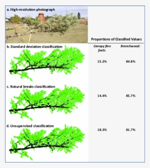 Classification Of A Douglas Fir Branch Into Intensity - Tree #4147737