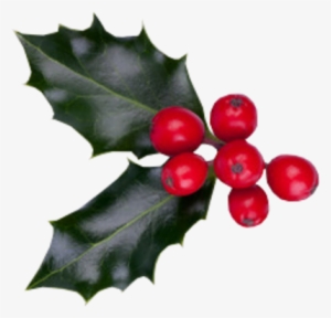 Christmas Berries Psd - Christmas Berries #4147761