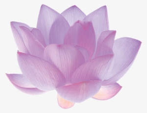 Fir Branch Png - Pink Lotus Flower White Background #4147898