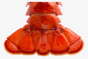 Lobster Tail - Lobstah Tales #4148022