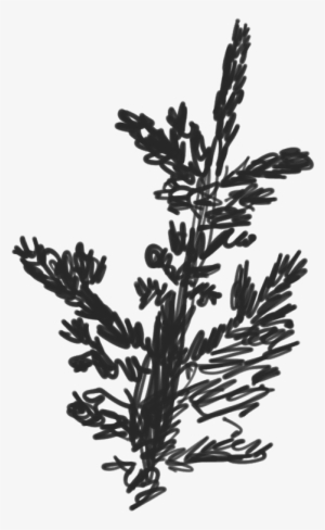 Scketch Of A Fraser Fir Branch - Fraser Fir #4148024