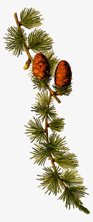 Big Image - Larix Decidua #4148046