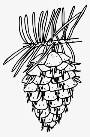 Fir Clipart Douglas Fir - Douglas Fir Clip Art #4148097
