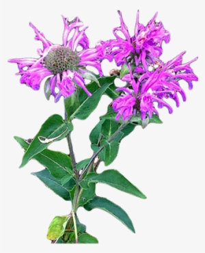 Wild Bergamot - Monarda Fistulosa - Bergamot Flower Png #4148122
