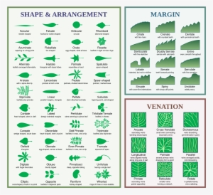Leaf Morphology - Different Type Of Leaves With Names #4148186