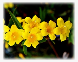 Yellow Jessamine Gelsemium Sempervirens - Herbs And Influenza: How Herbs Used #4148234
