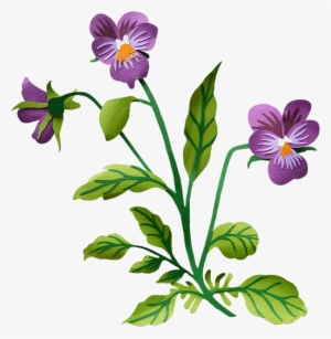 Pansy - Pansy Transparent Background #4148258