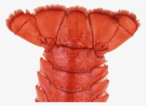 Lobstertail - Seafood Boil #4148356