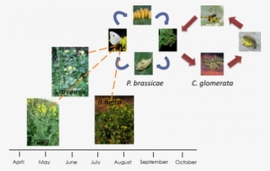 Comparing Insect Communities On Native Dutch Wild Mustard - Grass #4148543