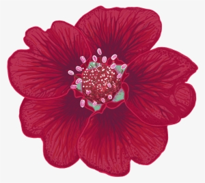 Potentilla Thurberi Illustration By Chloe Mydlowski - Potentilla Thurberi #4148723