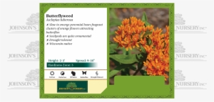 Asclepias Tuberosa Butterflyweed Pop - Strutters Ball Daylily #4148769