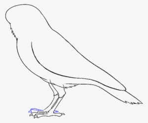 How To Draw Raven - Drawing #4148833