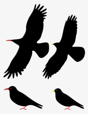 Natural Threats - Red Billed Chough Ppt #4149393