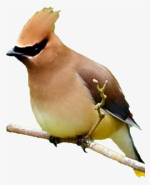 Bird Gard Electronic Bird Repellent Cedar Waxwings - Cedar Waxwing Png #4149488
