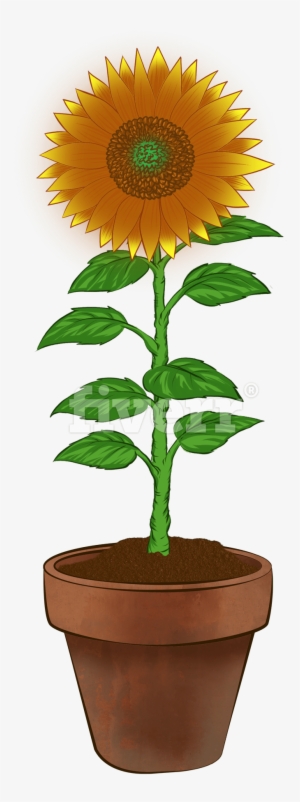Sunflower #4150211