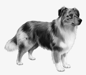 Australian Shepherd - B&w - Rough Collie #4150305
