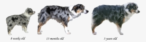Puppy Ugly Stages Of Development - Australian Collie #4150413