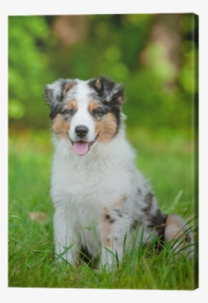 Australian Shepherd #4150528
