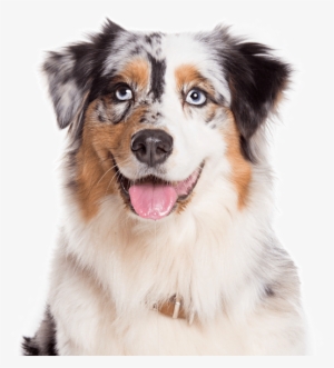 Australian Shepherd - Australian Shepherd No Background #4150628