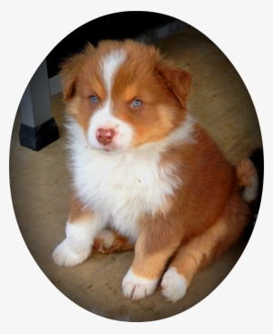 Blue Merle Aussies, Australian Shepherd, Aussies, Puppy, - Australian Shepherd Red Puppy #4150674