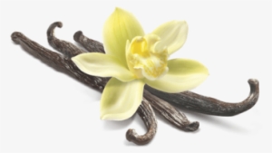 Vanilla Flower Closeup - Vanilla Bean Flower Png #4150700