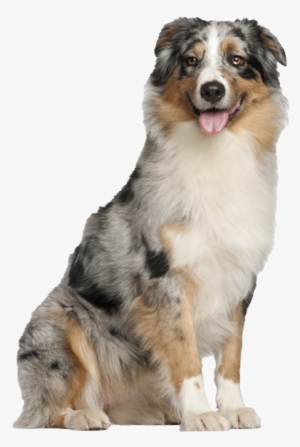 Australian Shepherd Pricing - Australian Shepherd Puppy #4150826