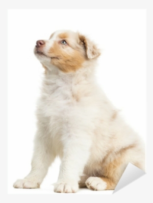 Side View Of An Australian Shepherd Puppy, 8 Weeks - Dog #4150905