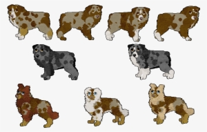 Image From Rydersaussies - Ancient Dog Breeds #4151078