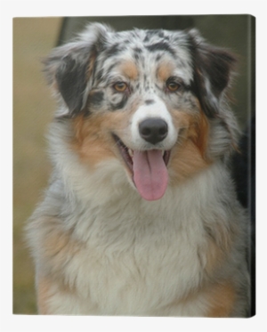 Australian Shepherd #4151118