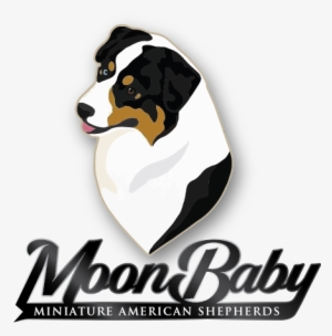 Mini American & Australian Shepherds - Bernese Mountain Dog #4151175