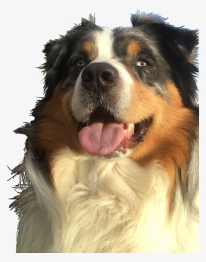 Report Abuse - Australian Shepherd #4151197