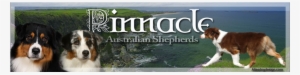 Pinnacle Australian Shepherds - Home #4151228