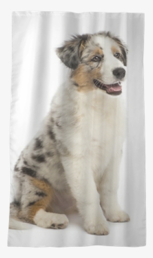 Australian Shepherd Puppy, 3 Months Old, Sitting Sheer - Australian Shepherd 3 Months #4151246