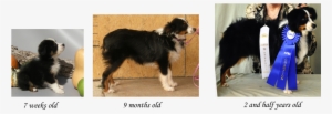 Growth Stages Of The Toy Aussie - Australian Shepherd Puppy Growth #4151368
