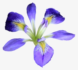 Com Petite Purple Iris Png By Thy Darkest Hour - Iris Transparent Background Png #4152233