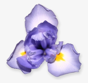 Purple Iris - Scorpion Grasses #4152255