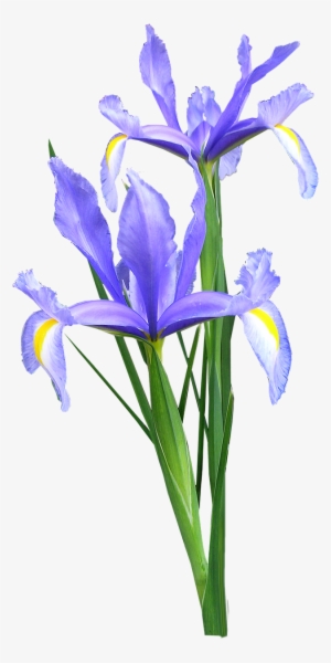  Iris  Logo Png Iris  Florets Play School Free 